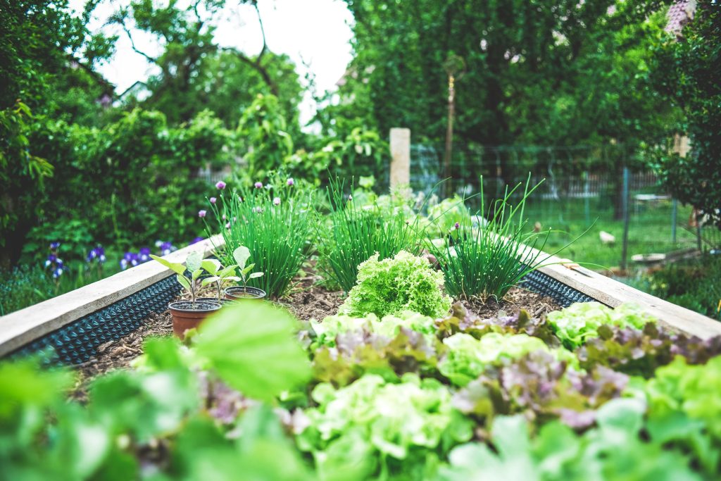 Urban Gardening in raised bed – herbs and salad breeding upbringing. Self supply & self-sufficiency.