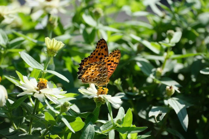 Vibrant butterfly resting on white zinnia flower