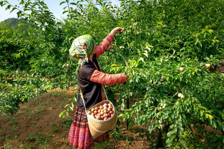 Woman in black and red long sleeve shirt carrying brown basket with fruits standing beside green trees