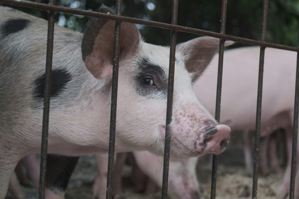 a close-up of a pig