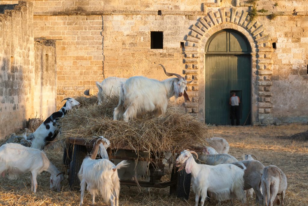 what management practices are required for a goat to be maintained