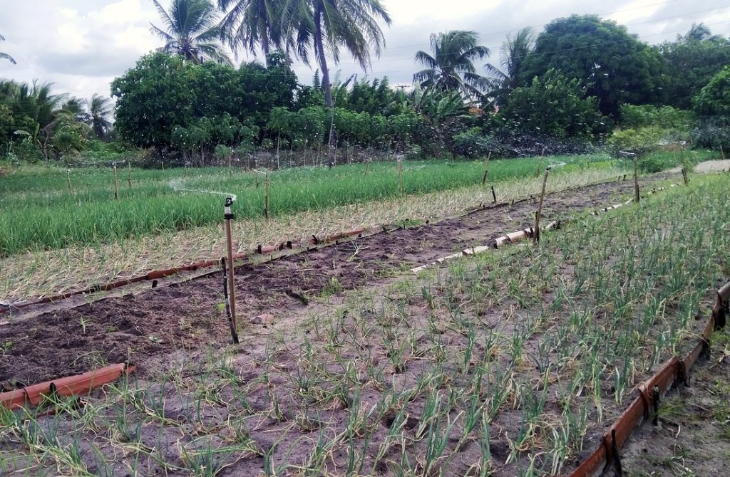 agroforestry, agriculture, sintropy