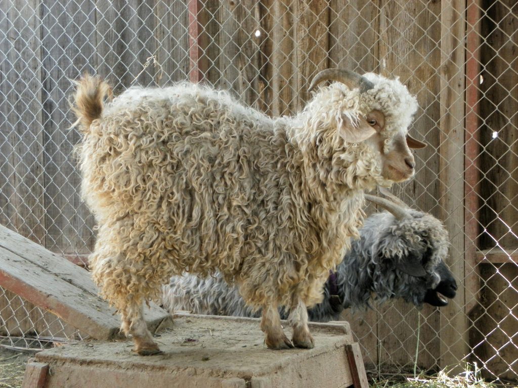 Angora goats in the farm