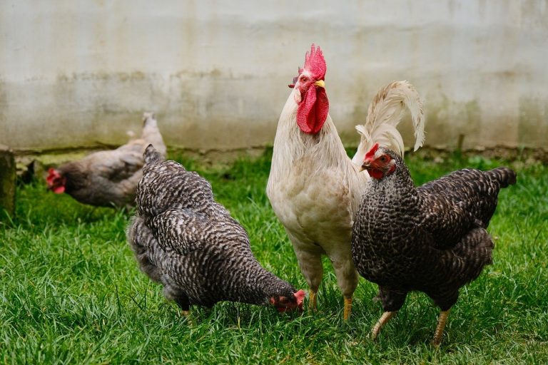 are pasture raised chickens healthy