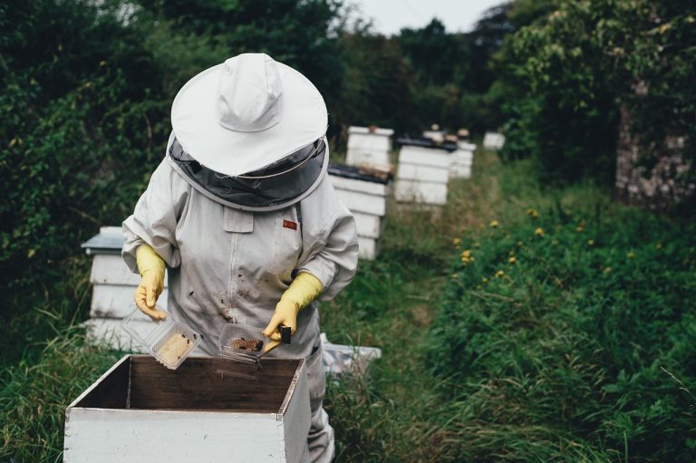 are bee hives high maintenance