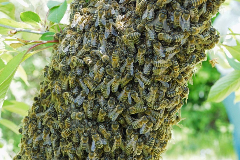 bee, swarm of bees, beekeeper