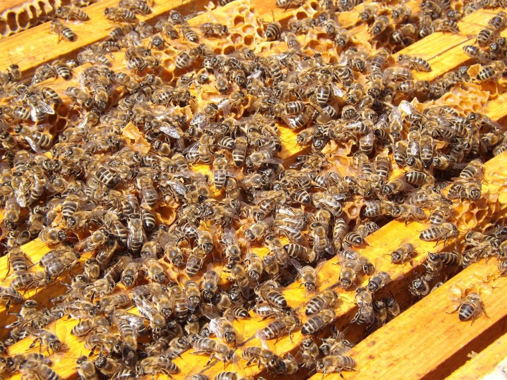 healthy beehive tips