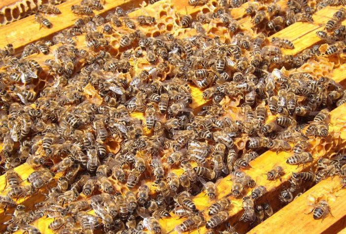 beginner beekeeping guide