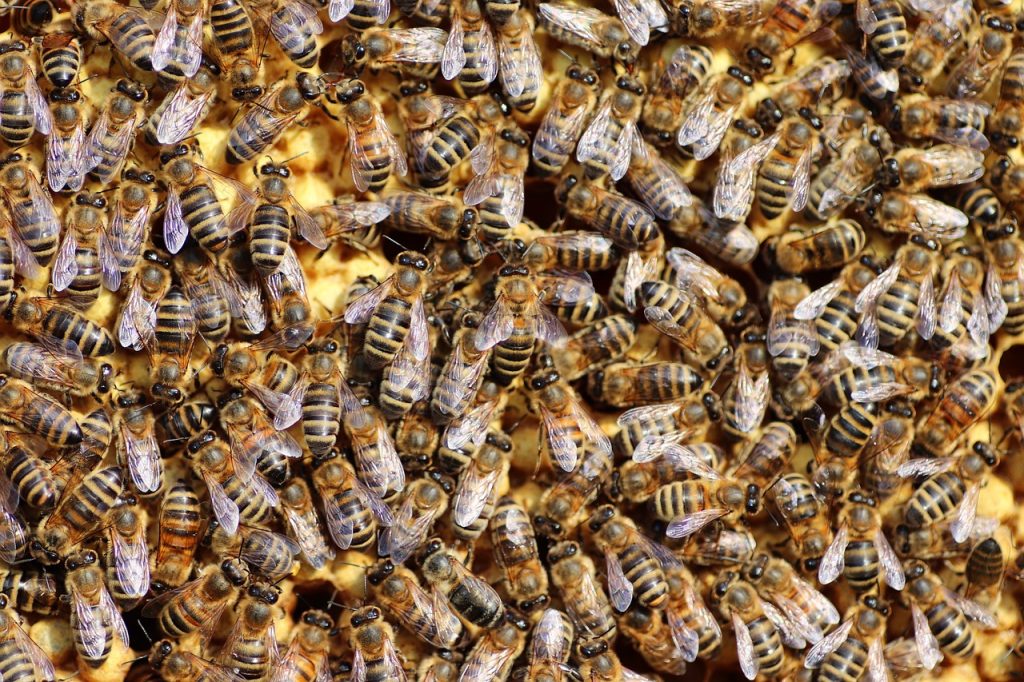 bees, beehive, swarm of bees