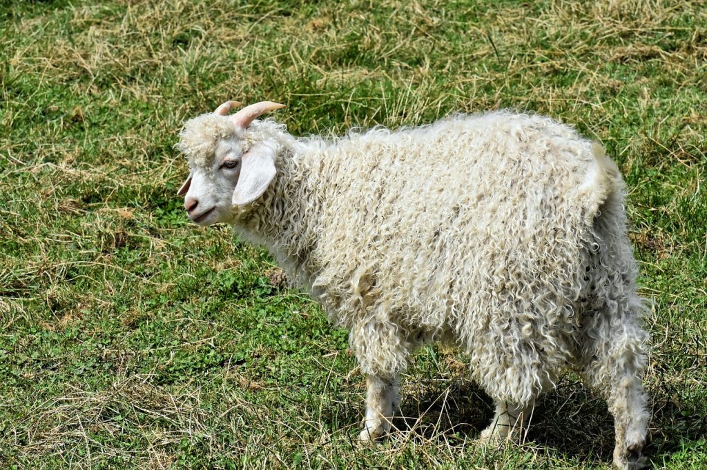 billy goat, cashmere goat, wool goat