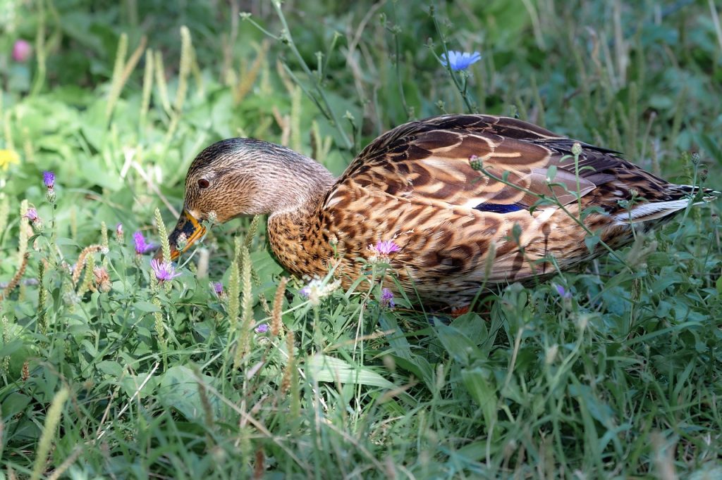 bird, duck, feeding