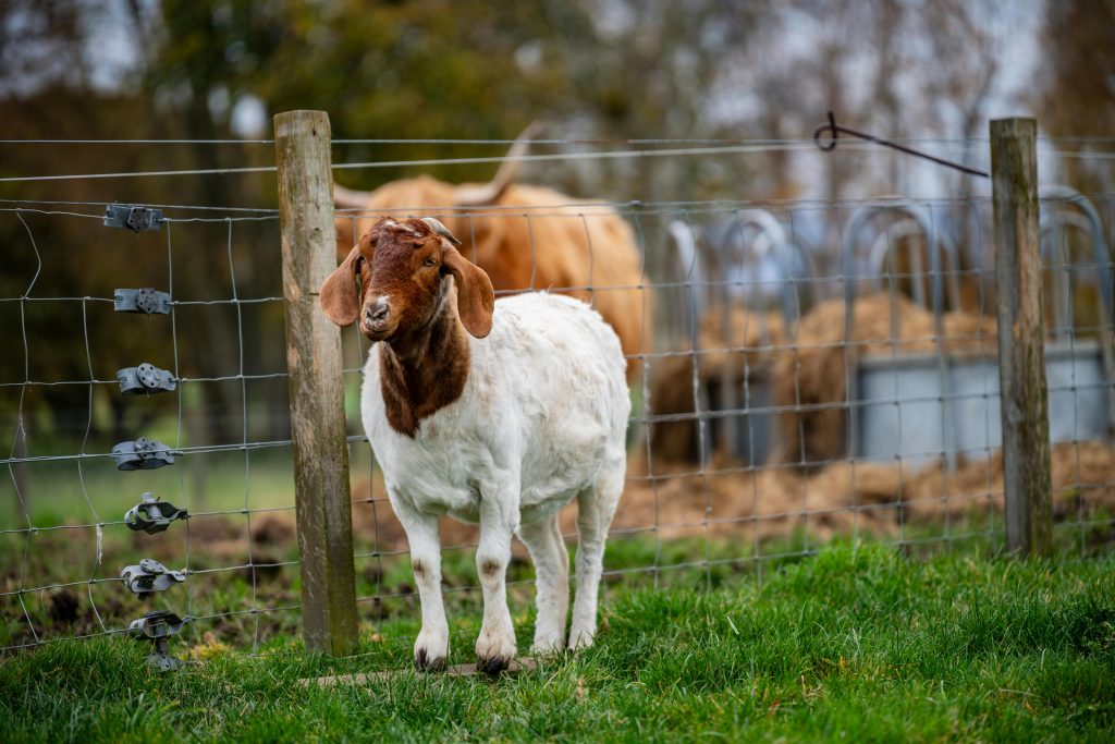 Cheerful goat next to a farm fence in spring