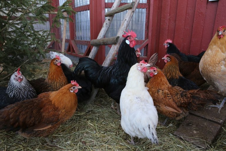 sustainable chicken raising methods