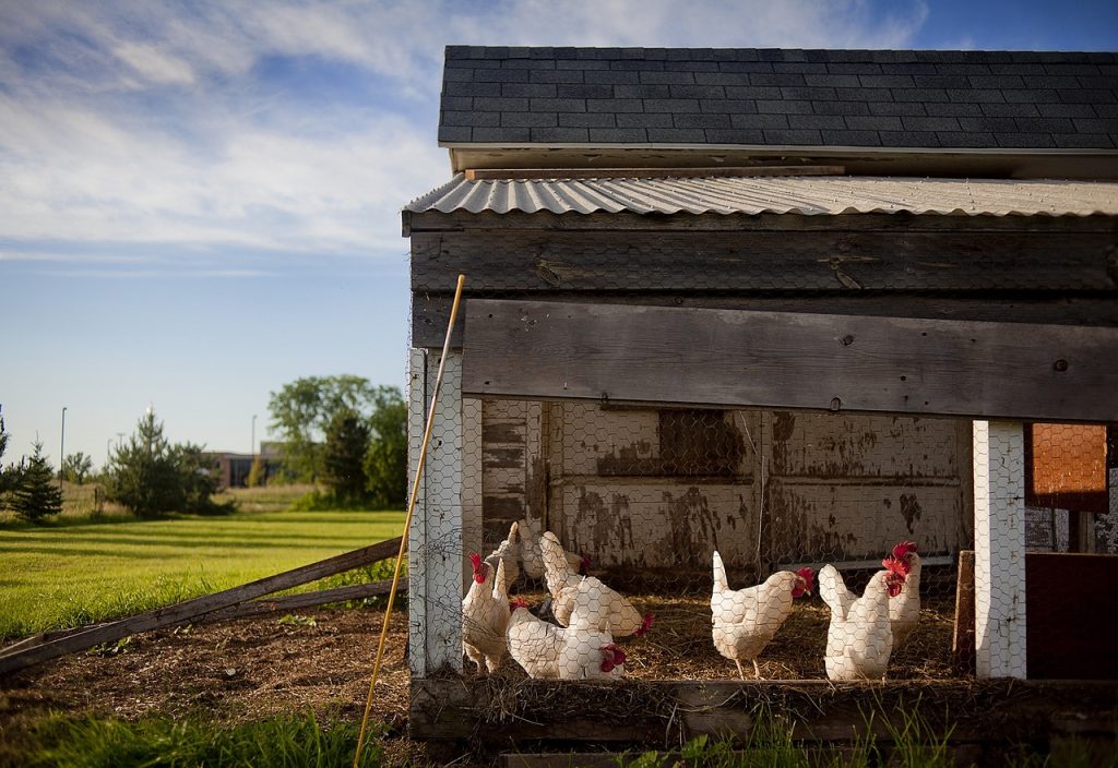 chicken coop, farm, chickens