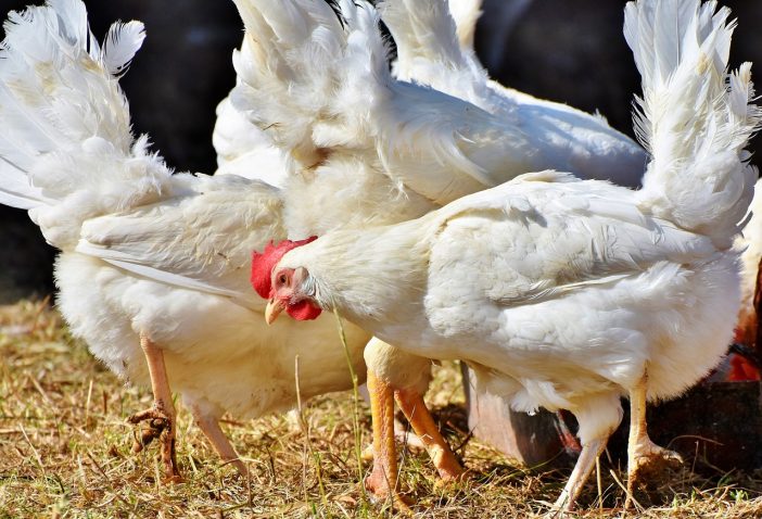 how many chickens should a beginner start with