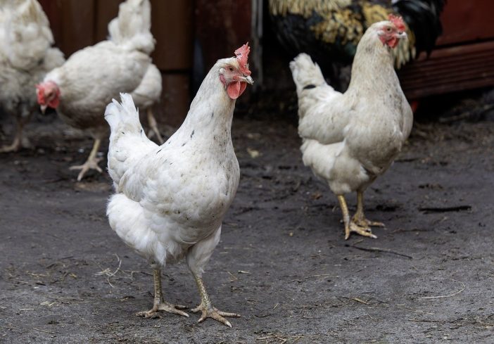 how do you sustainably raise chickens