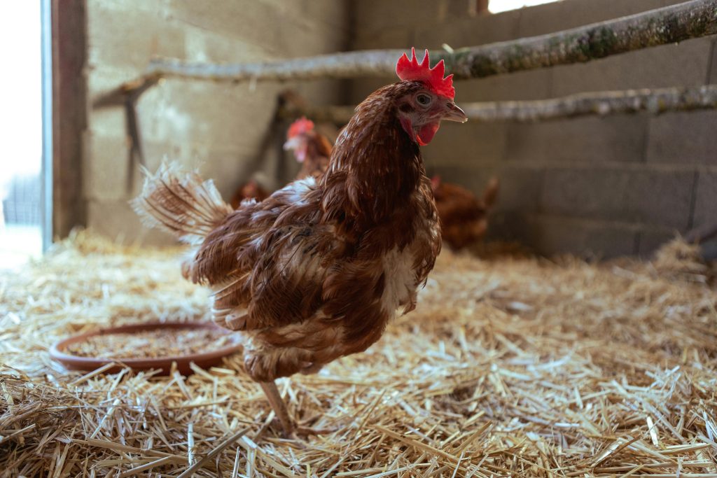 Chicken walking on hay on farm