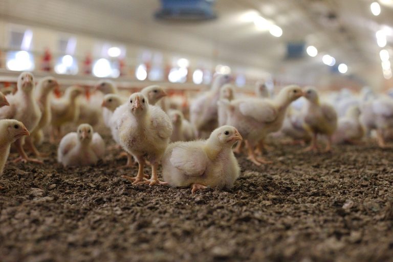 which is the most profitable poultry farming