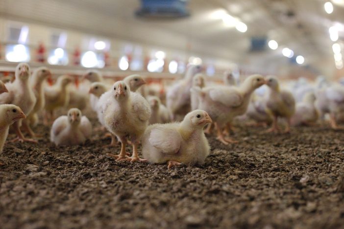 which is the most profitable poultry farming