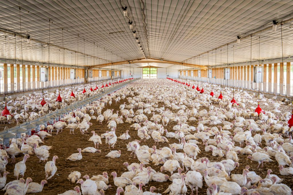 Chickens in barn