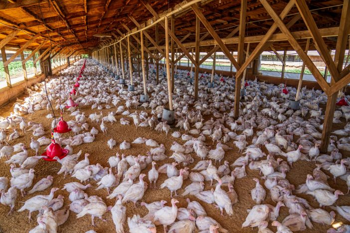 what is the standard size of a poultry house