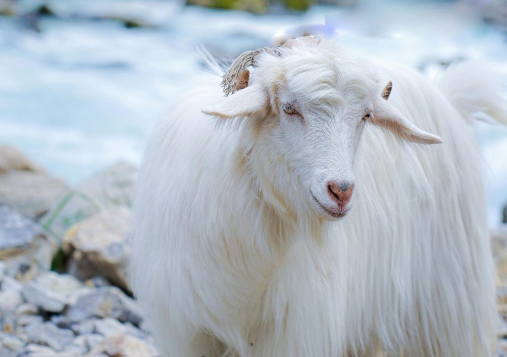 Close up shot of a pashmina goat on the rocks