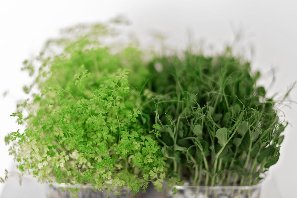 Close-up view of fresh organic microgreens featuring a vibrant green mix against a clean white background.