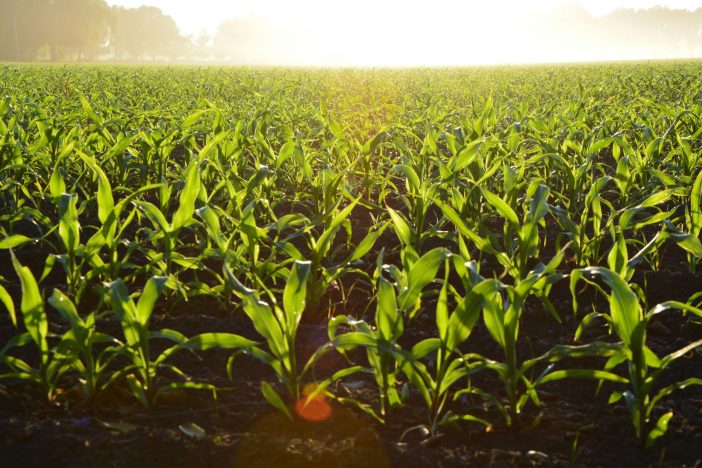 What makes a crop unsustainable