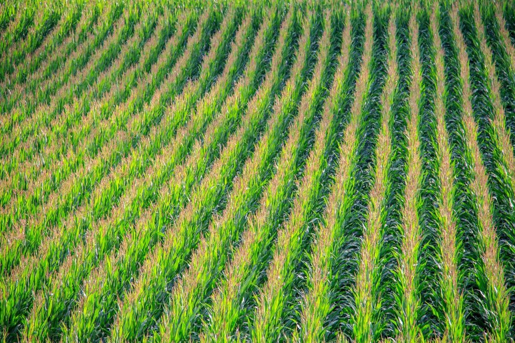 cornfield, corn, field