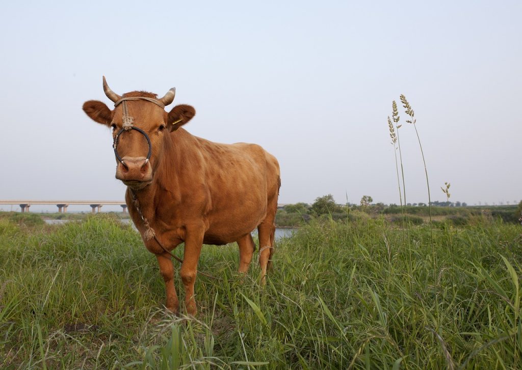 cow, nature, animal