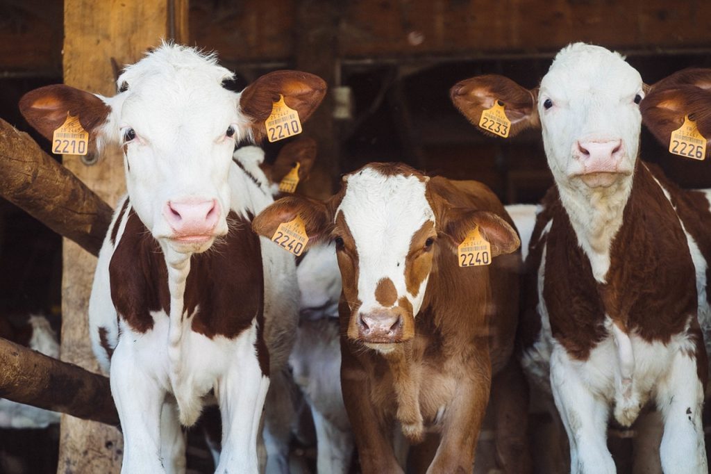 cows, bovine, ear tags