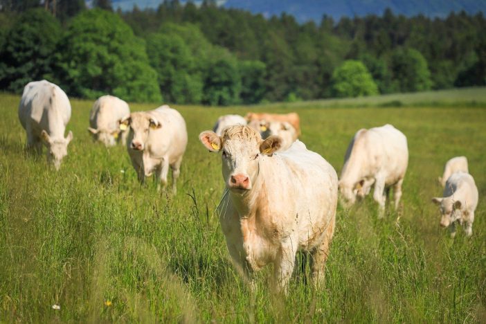 what are the best ways to market cattle