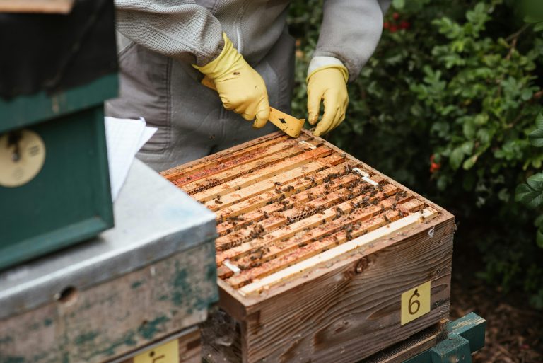 beginner beekeeping guide