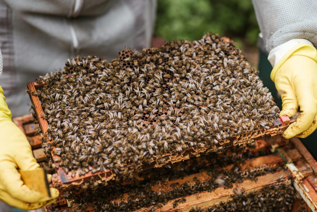 Crop beekeeper showing honeycomb with bees