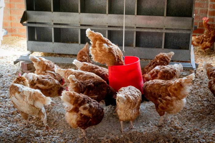 Domestic chickens feeding from a red container inside a farm coop.