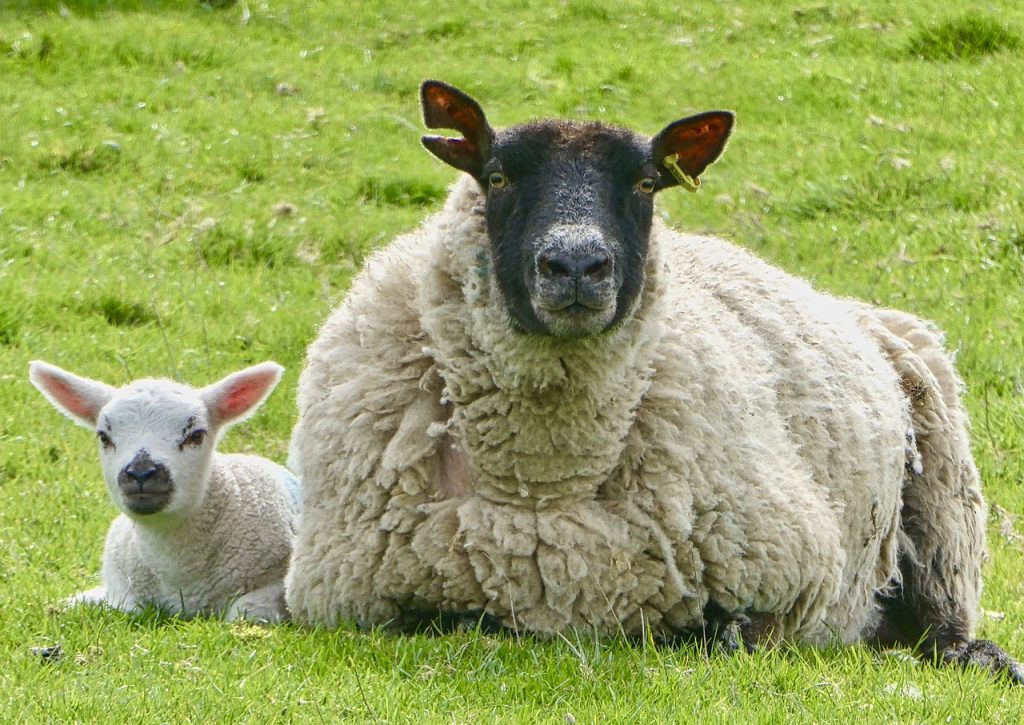 ewe, sheep, lamb