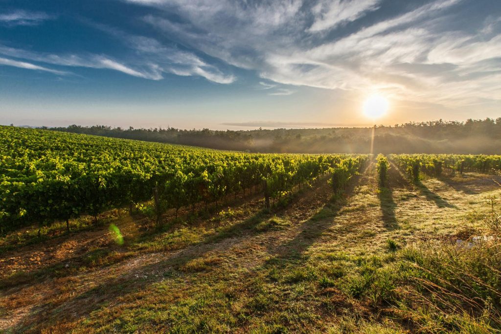 Farm land during sunset