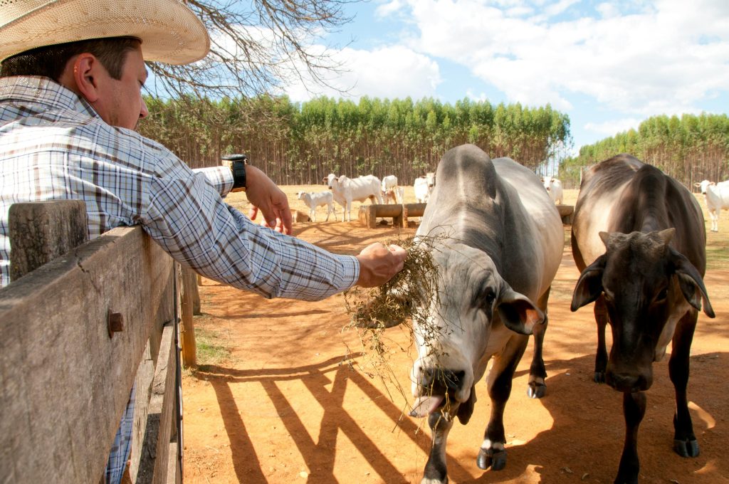 Farmer feeding cows on farm