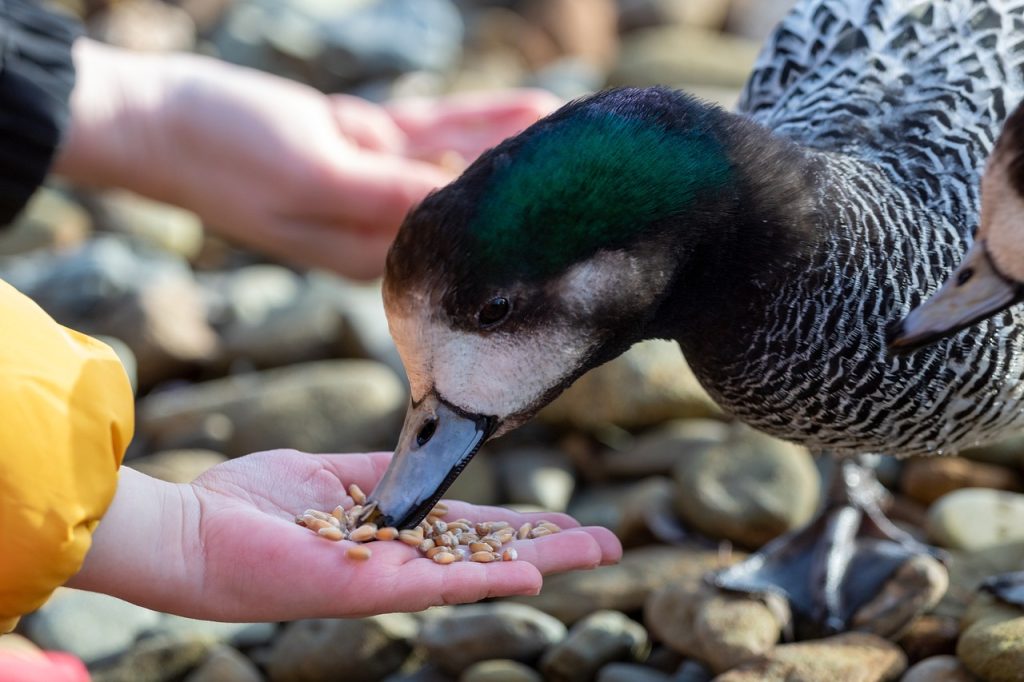 feeding, hand, nature