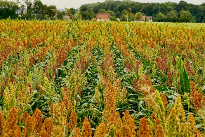 increase crop yield techniques