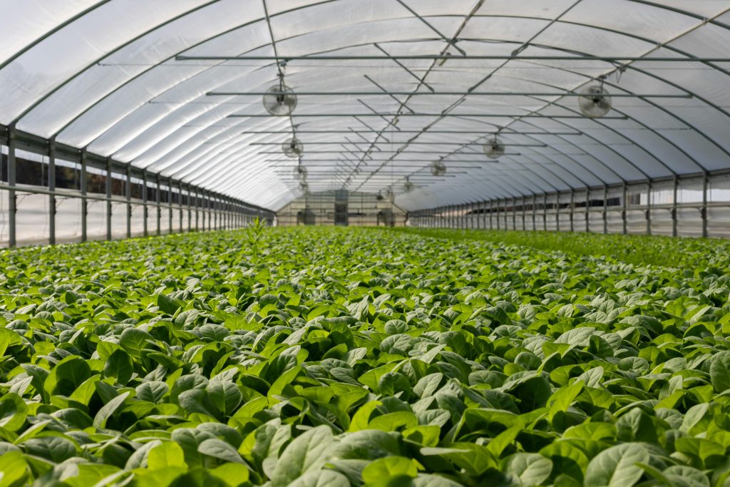 Field of plants in greenhouse