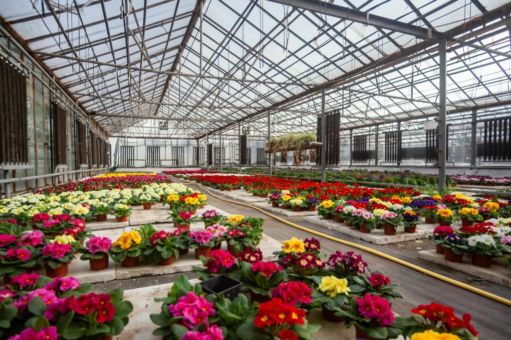 Flowers in greenhouse