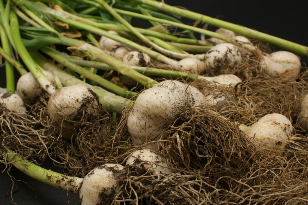 Garlic bulbs fresh out of the ground.