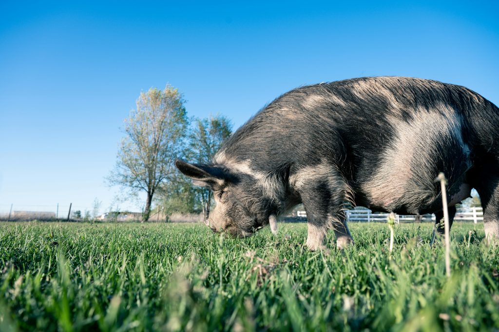 Gloucestershire old spots eating grass in pasture