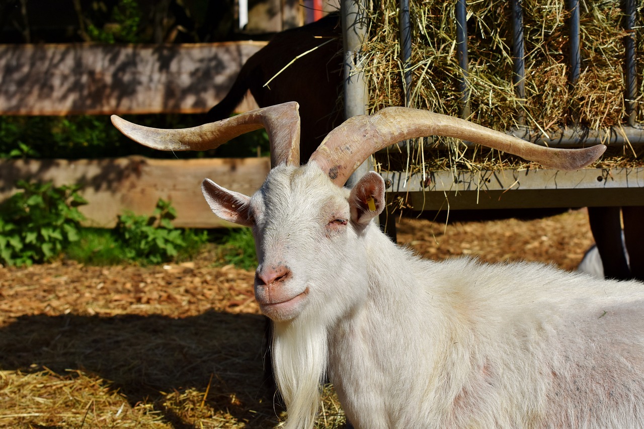 veterinary care log for goats