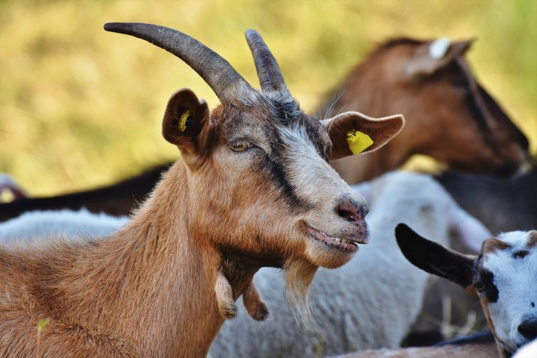 which goats are best for meat