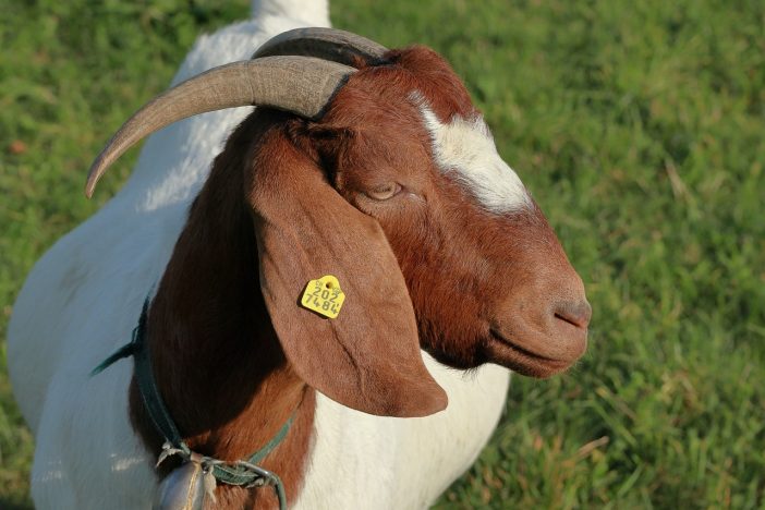 what is the best breed of goat for meat