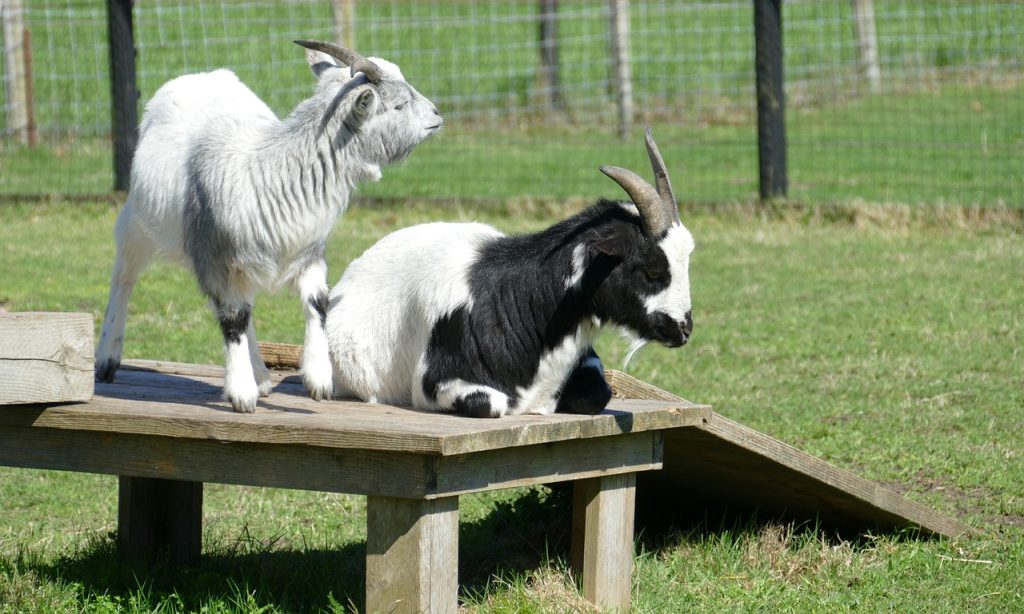 goat, capra aegagrus hircus, mammal