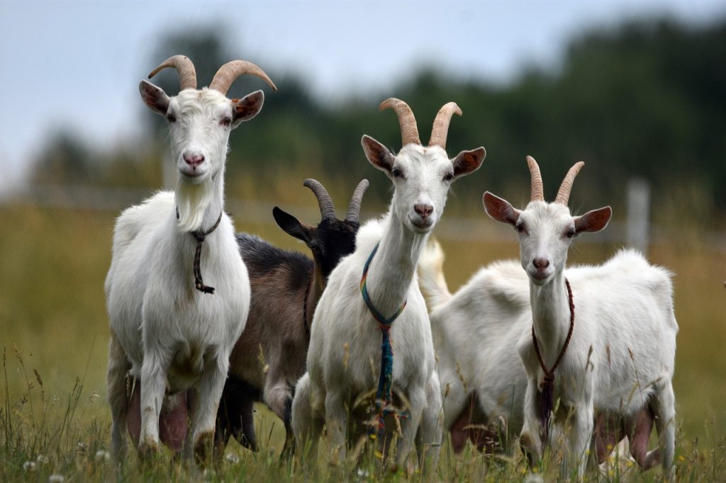 goats, animals, herd