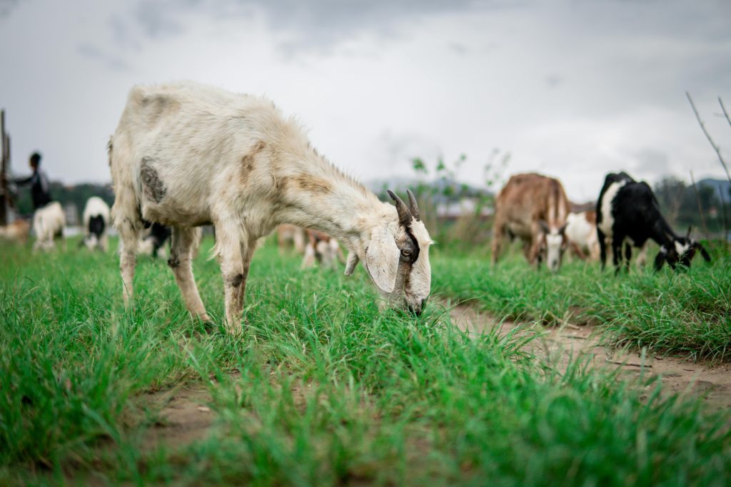 Goats eating grass during day